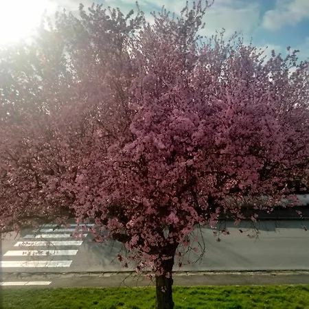 Holiday home Pretty Poppy Albert